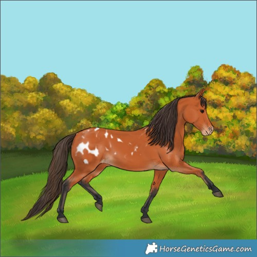 Horse Color:Bay Appaloosa 