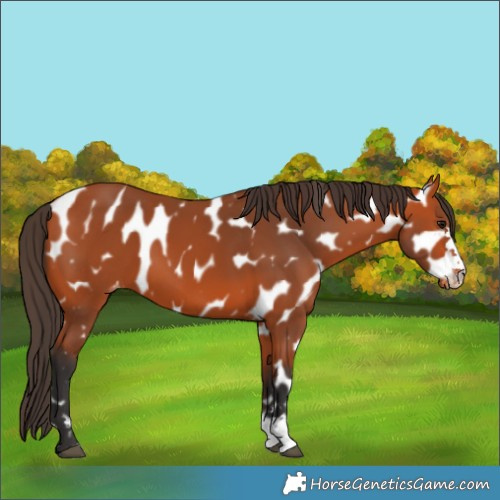 Horse Color:Bay Appaloosa 