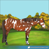 Horse Color:Bay Leopard