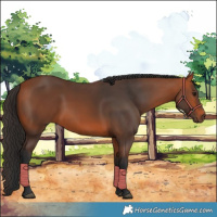 Horse Color:Bay 