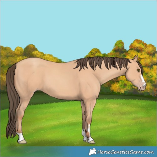 Horse Color:Amber Champagne 