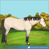 Horse Color:Buckskin Dun 