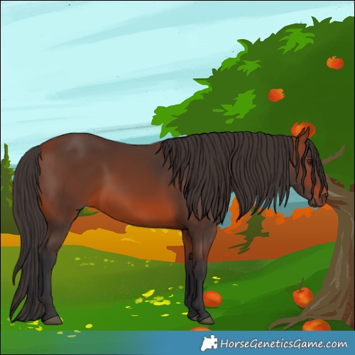 Horse Color:Bay 