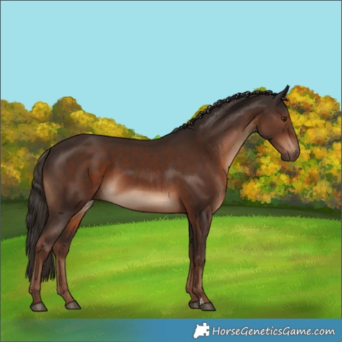 Horse Color:Liver Chestnut 
