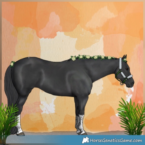 Horse Color:Black Tobiano 