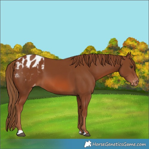 Horse Color:Chestnut Appaloosa 