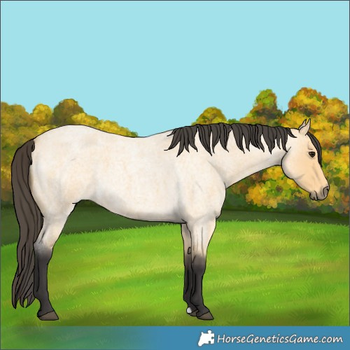 Horse Color:Buckskin Roan 