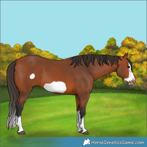 Horse Color:Bay Splash Frame 