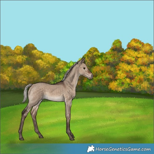 Horse Color:Silver Brown Dun 