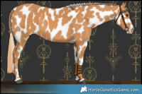Horse Color:Chestnut Near Leopard 