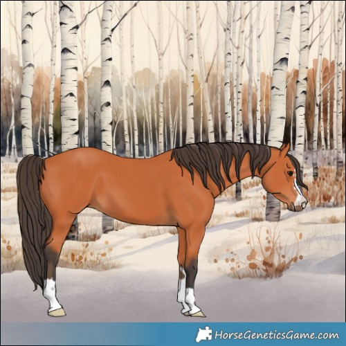 Horse Color:Bay 