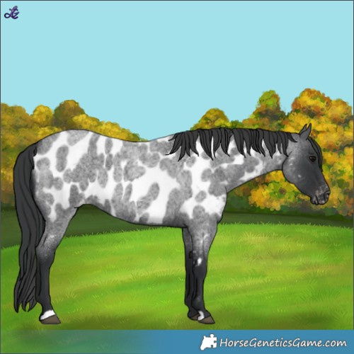 Horse Color:Blue Roan Appaloosa