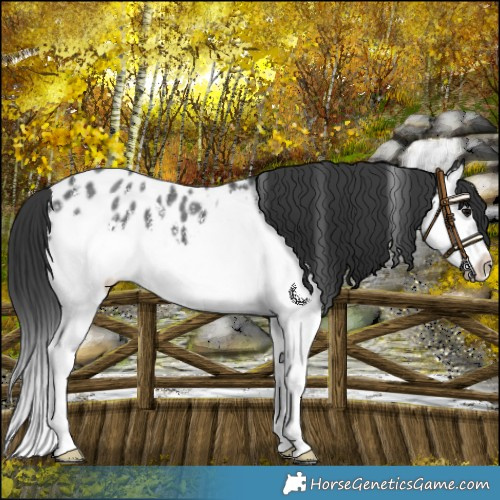Horse Color:Black Sabino Splash Blanket 