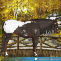 Horse Color:Liver Chestnut Snowcap 