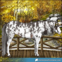 Horse Color:Liver Chestnut Sabino 