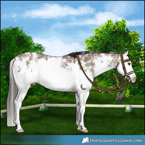 Horse Color:Liver Red Dun Sabino Splash 