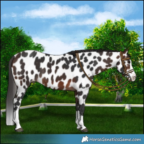 Horse Color:Brown Splash Leopard Rabicano 
