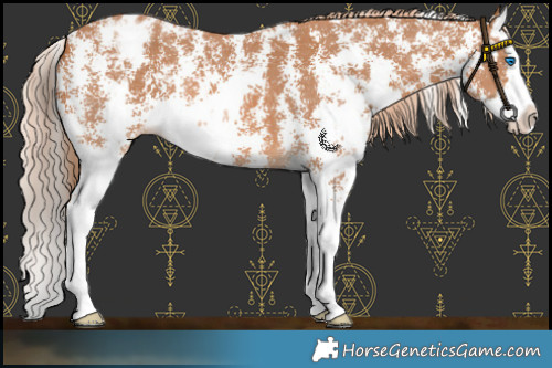 Horse Color:Chestnut Sabino Splash Blanket 