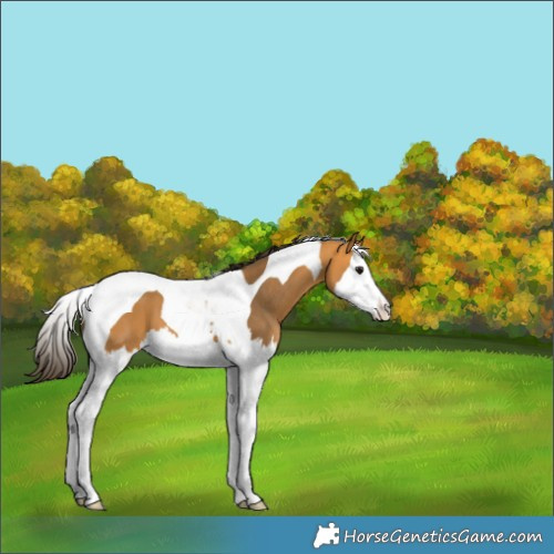 Horse Color:Buckskin Splash Tobiano