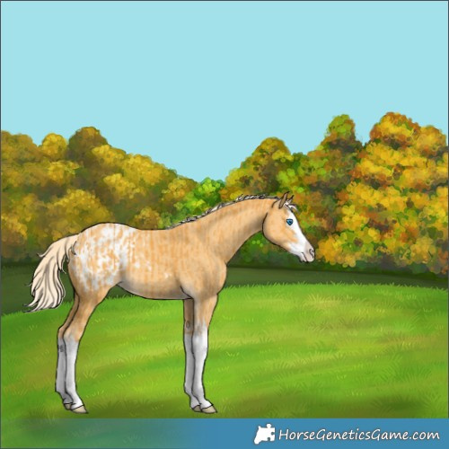Horse Color:Palomino Splash  and Palomino Splash Appaloosa 