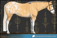 Horse Color:Palomino Splash  and Palomino Splash Blanket 