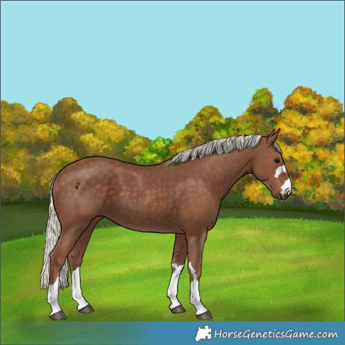 Horse Color:Silver Black
