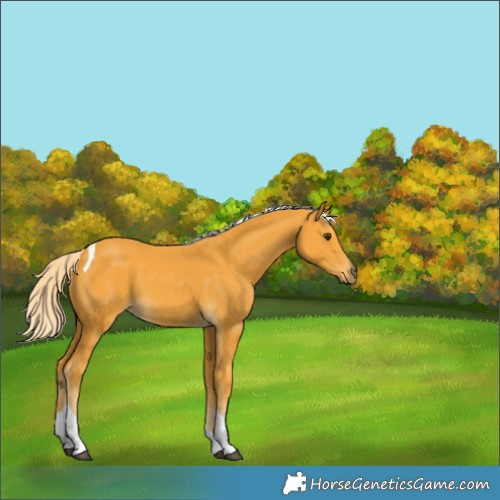Horse Color:Palomino Tobiano 