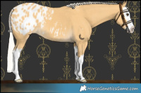 Horse Color:Palomino Splash Appaloosa 
