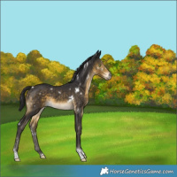 Horse Color:White Spotted Buckskin Tobiano Rabicano 
