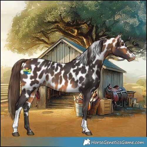 Horse Color:Buckskin Tobiano Skewed Appaloosa 