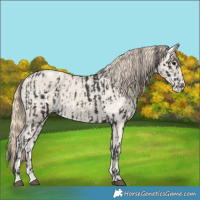Horse Color:White Spotted Black Leopard  and Smoky Creme Dun Varnish 