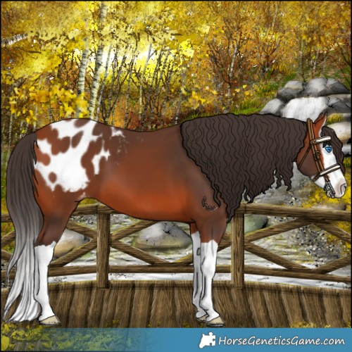 Horse Color:Bay Splash Blanket 