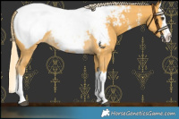 Horse Color:Palomino Sabino Splash Snowcap Rabicano
