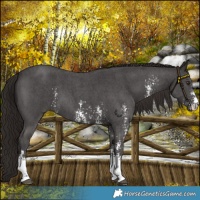 Horse Color:Liver Chestnut Sabino 