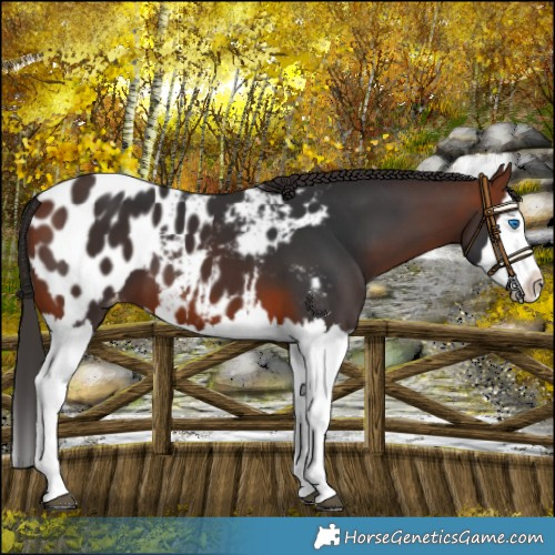 Horse Color:Bay Splash Blanket 