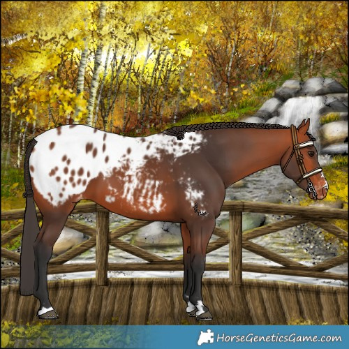 Horse Color:Bay Blanket 