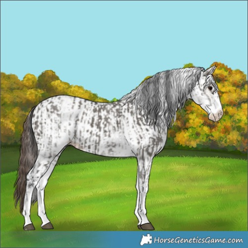 Horse Color:White Spotted Grullo Rabicano  and White Spotted Classic Champagne Dun Rabicano 
