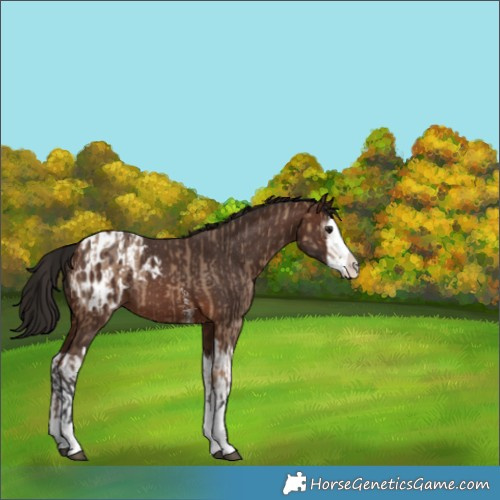 Horse Color:Bay Dun Splash  and Gray Bay Sabino Splash Appaloosa 