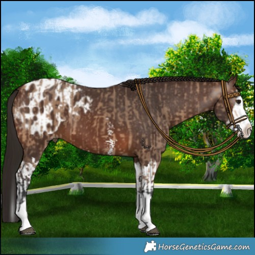 Horse Color:Bay Dun Splash  and Gray Bay Sabino Splash Appaloosa 