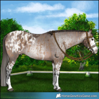 Horse Color:Bay Dun Splash  and Gray Bay Sabino Splash Blanket 