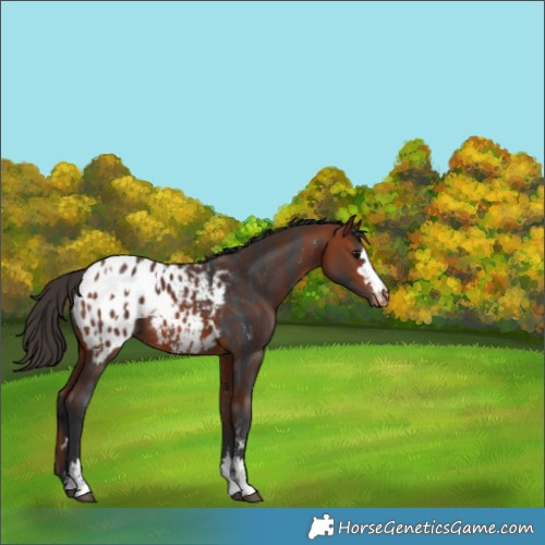 Horse Color:Bay Sabino Appaloosa and Bay Appaloosa