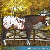 Horse Color:Bay Sabino Snowcap and Bay Blanket