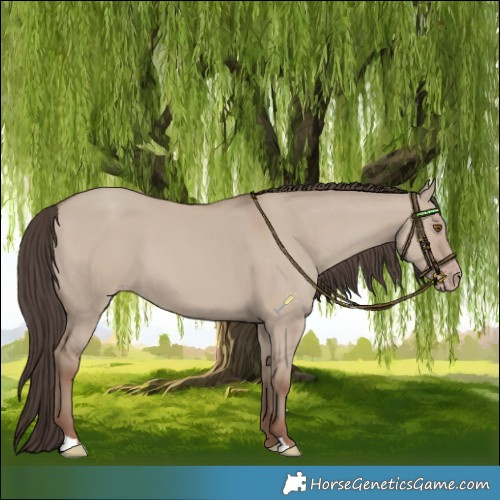 Horse Color:Classic Champagne Dun 
