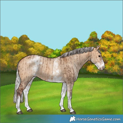 Horse Color:White Spotted Bay Dun Rabicano and White Spotted Silver Bay Dun Rabicano