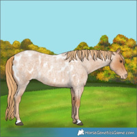 Horse Color:Red Roan Near Leopard