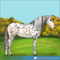 Horse Color:Buckskin Skewed LP Spotted 