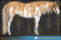 Horse Color:Palomino Sabino 