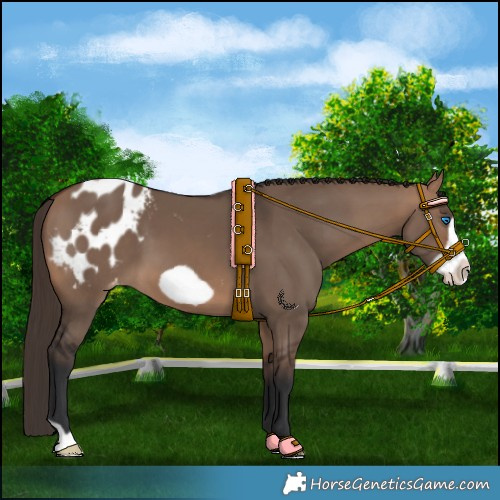 Horse Color:Bay Dun Frame Appaloosa 