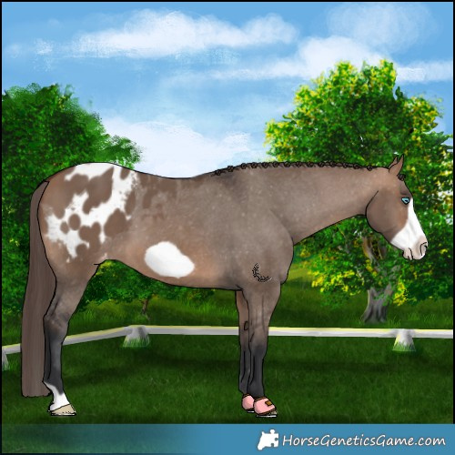 Horse Color:Bay Dun Frame Appaloosa 