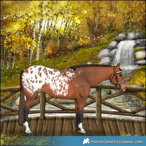 Horse Color:Bay Blanket 